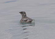 Kittlitz's Murrelet summer plumage copyright and photographer Karl Stoltzfus