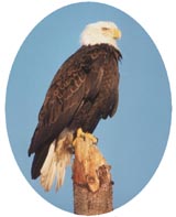 Photo eagle