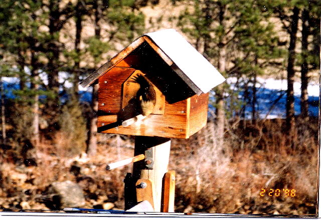I imagine the squirrels rear end is getting pecked severely.