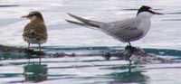 Aleutian Tern with chick copyright and photographer Karl Stoltzfus