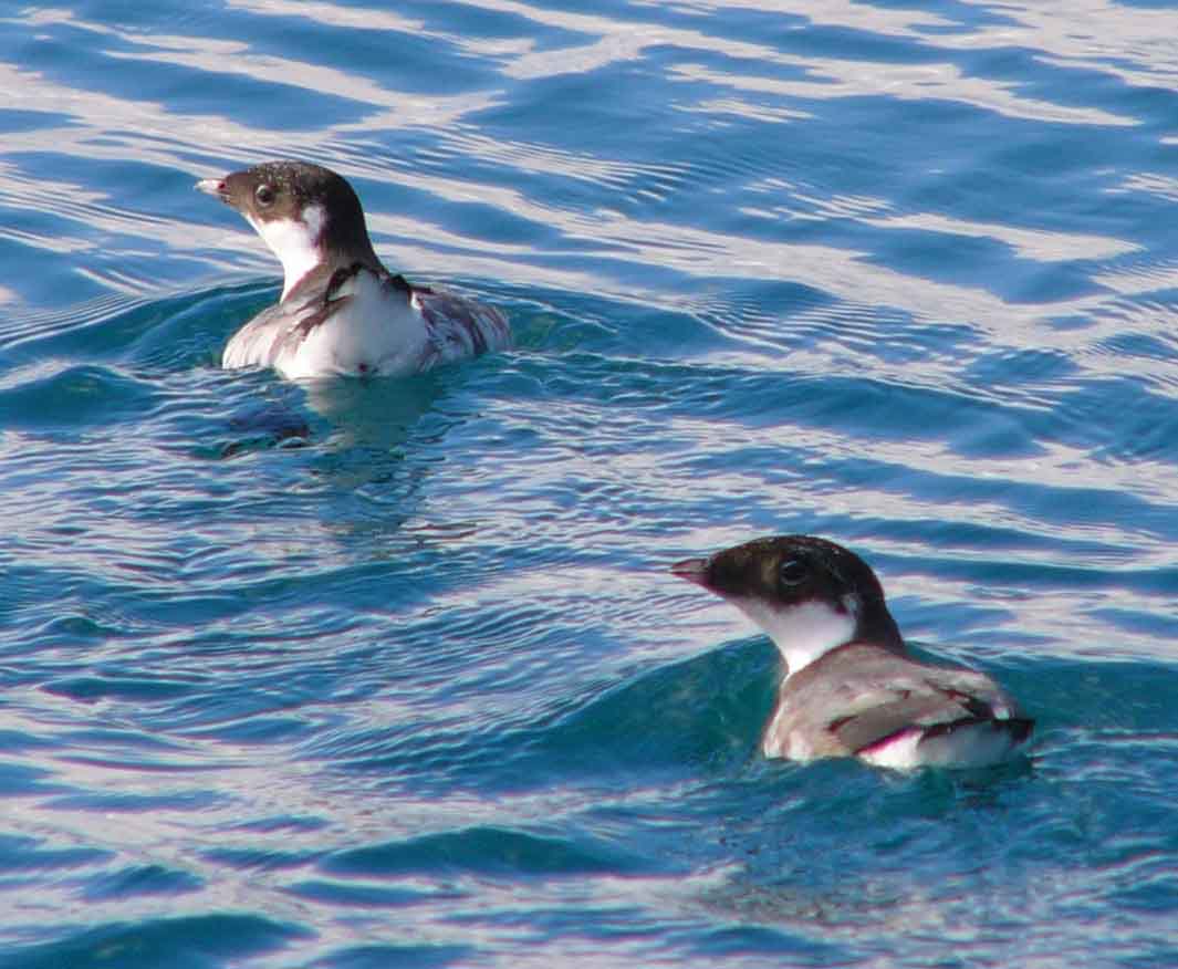 Ancient Murrelets copyright and photographer Karl Stoltzfus
