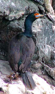 Red-faced Cormorant copyright and photographer Karl Stoltzfus