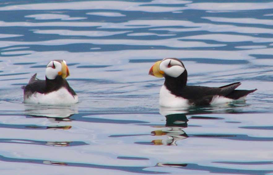 Pair Horned Puffins copyright and photographer Karl Stoltzfus