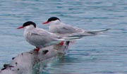 Arctic Tern Pair copyright and photographer Karl Stoltzfus