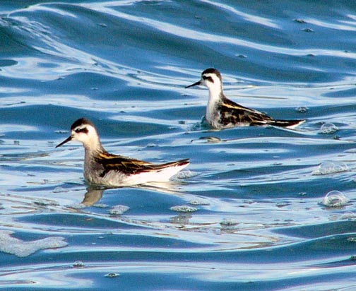 Red-necked Phalarope