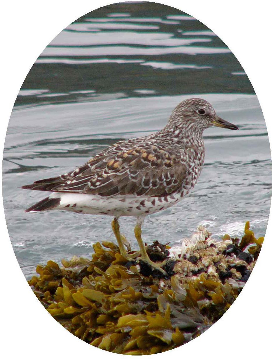 Surfbirds copyright and photographer Karl Stoltzfus