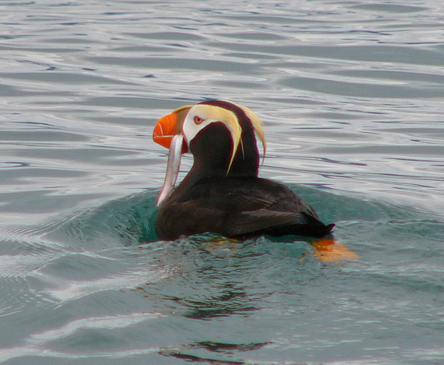 Photo Gull Island