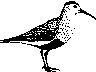 bird.gif (1269 bytes)