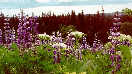 Flowers frame ocean view