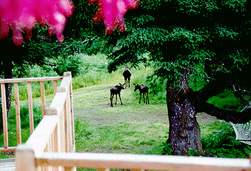 Momma moose and twins