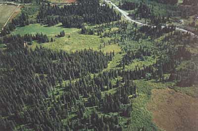 Live forest