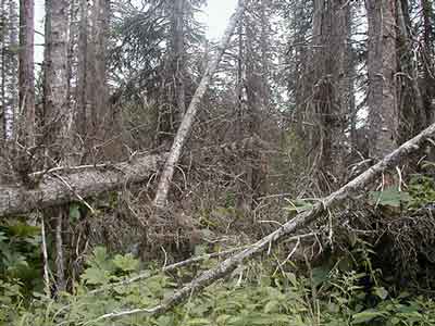 photo of fallen and tangled trees
