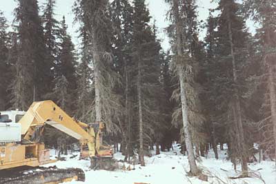 Removal - feller buncher photo