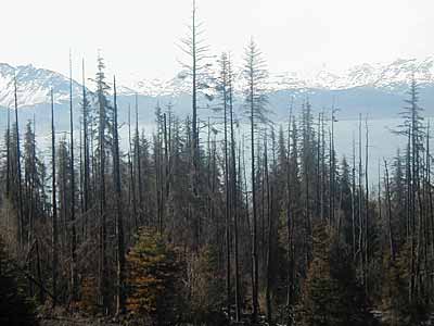 forest fire photo