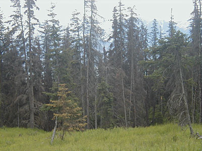 Standing dead trees