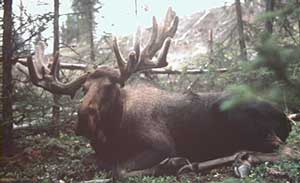 Moose photo