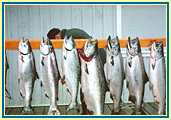 Salmon too !!