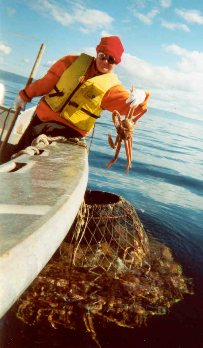 Splash Zone guest having an adventure crabbing