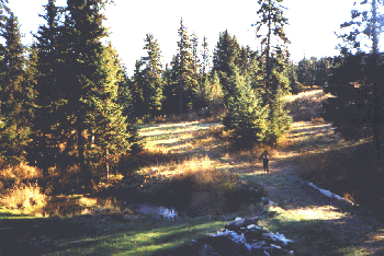 chtrees.gif (53506 bytes)